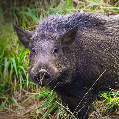 5 Tips for Long-Distance Feral Hog Hunting