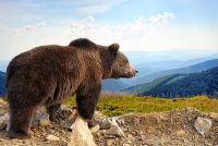 The-Guns-You-Want-to-Pack-for-Your-Next-Alaskan-Hunting-or-Fishing-Trip