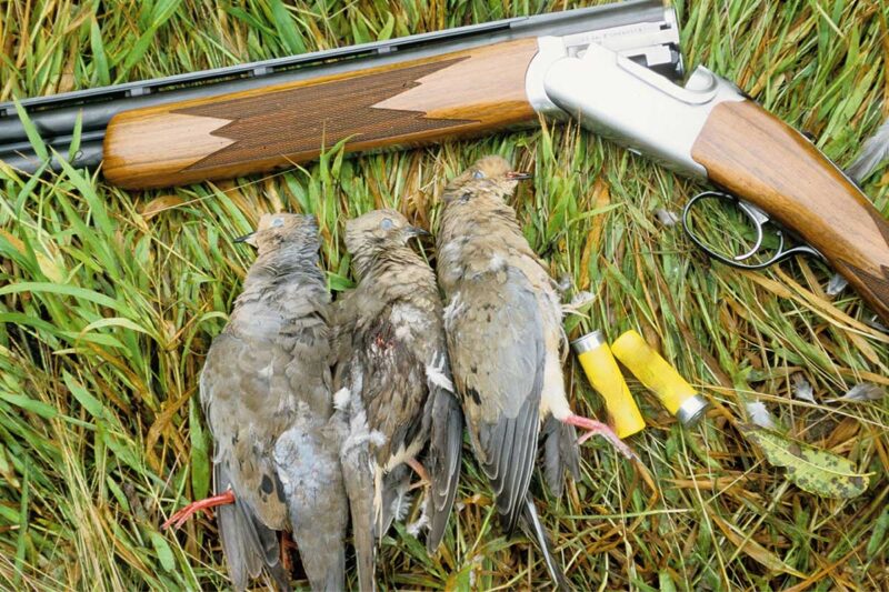 How to Prepare for Dove Season - GunBroker.com