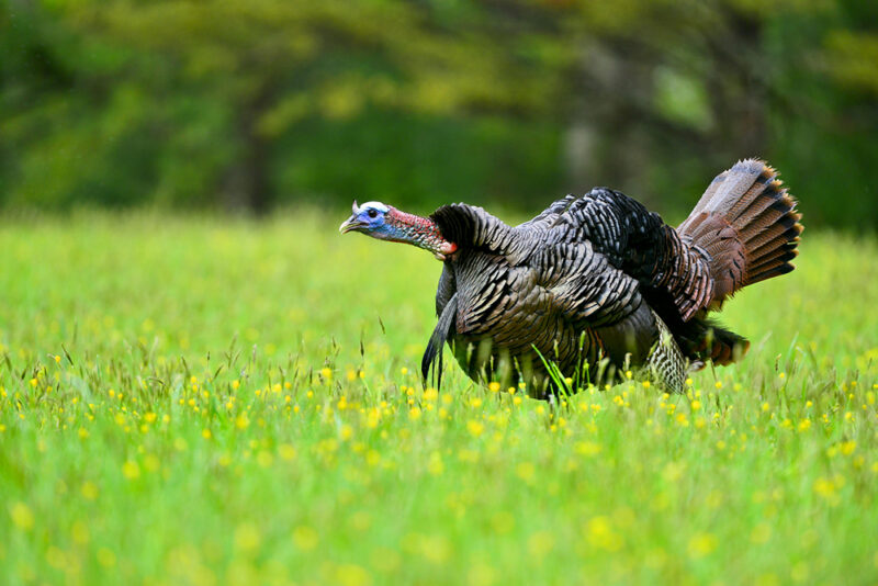 Tough Turkeys