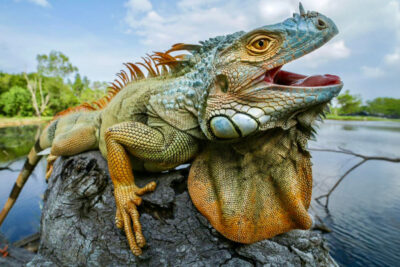 Hunting Iguanas in South Florida: Conservation, Challenge, and Cuisine