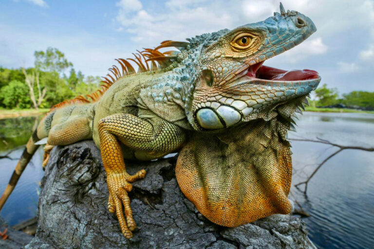 Hunting Iguanas in South Florida: Conservation, Challenge, and Cuisine