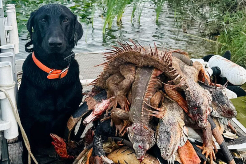 Hunting Iguanas in South Florida: Conservation, Challenge, and Cuisine Dog and Iguanas