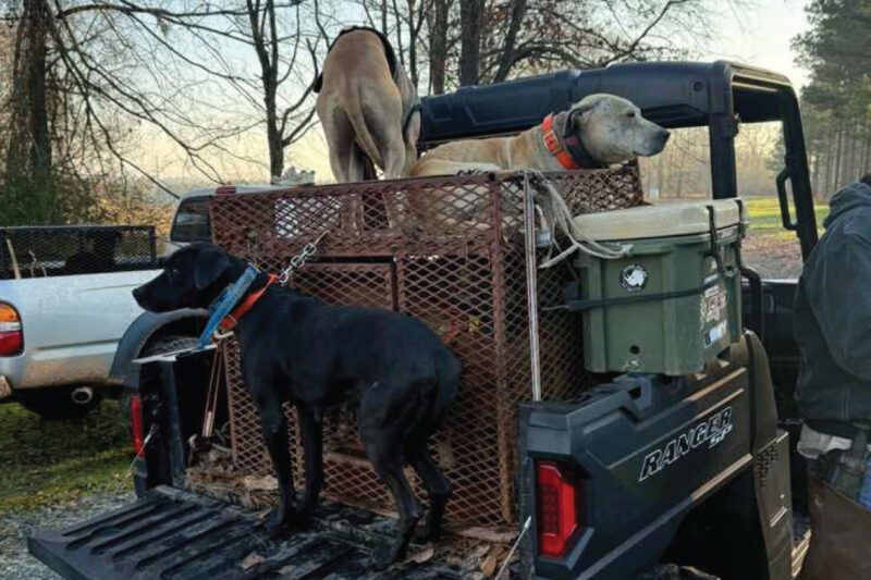For hog dog hunts, firearms are generally avoided due to safety concerns for the dogs.