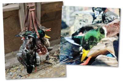 A Perfect Waterfowl Outfitter & Their Trusted Shotgun, Beretta’s A400!